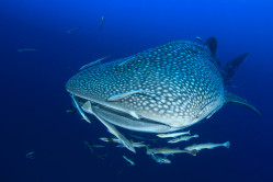 High Seas Biodiversity Treaty - an opportunity for Blue One Health