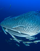 High Seas Biodiversity Treaty - an opportunity for Blue One Health